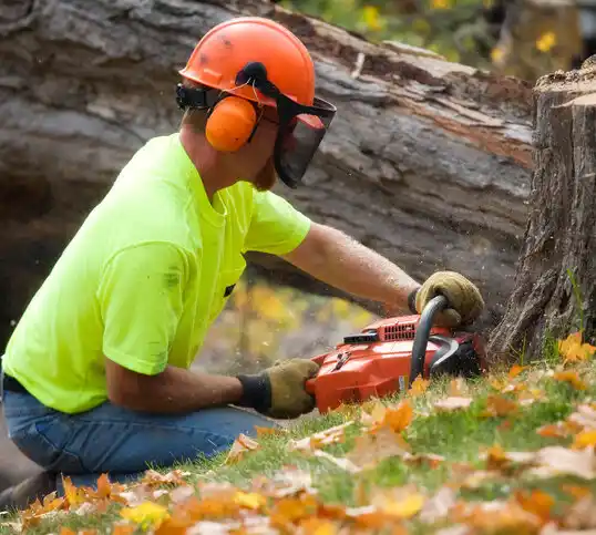 tree services Hernando